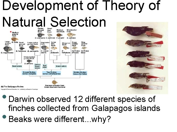 Development of Theory of Natural Selection • Darwin observed 12 different species of finches