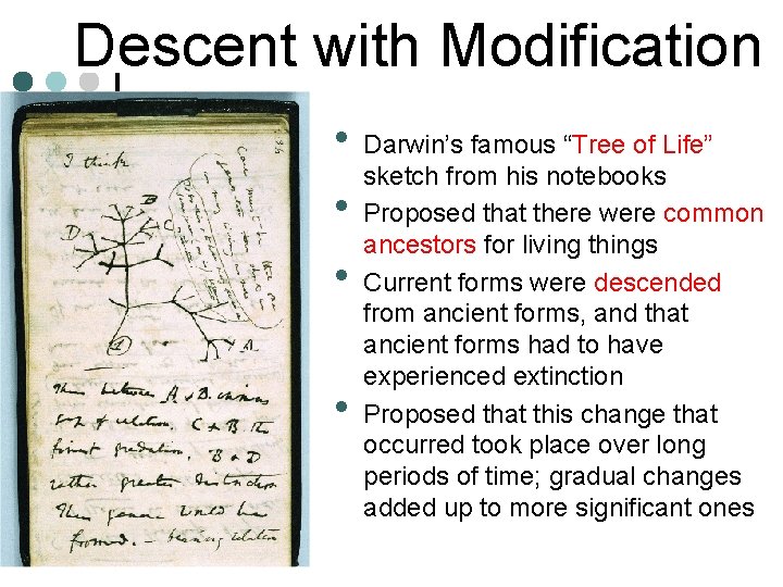 Descent with Modification • Darwin’s famous “Tree of Life” sketch from his notebooks •