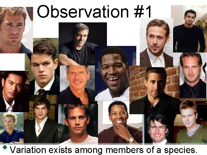 Observation #1 • Variation exists among members of a species. 