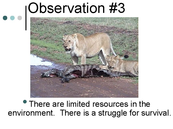 Observation #3 • There are limited resources in the environment. There is a struggle