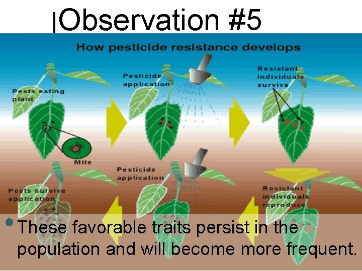 Observation #5 • These favorable traits persist in the population and will become more