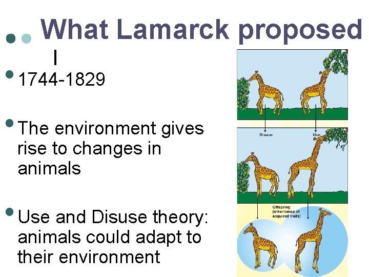 What Lamarck proposed • 1744 -1829 • The environment gives rise to changes in