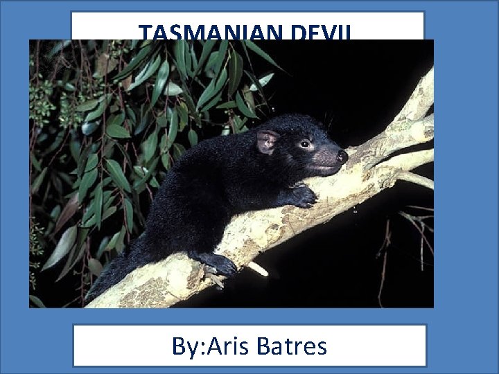 TASMANIAN DEVIL By: Aris Batres 
