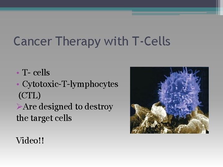 Cancer Therapy with T-Cells • T- cells • Cytotoxic-T-lymphocytes (CTL) ØAre designed to destroy