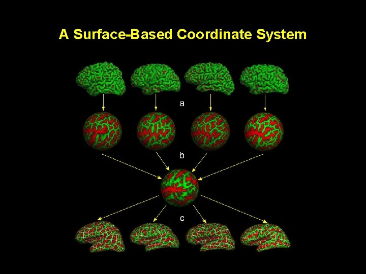 A Surface-Based Coordinate System 