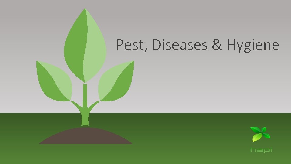 Pest, Diseases & Hygiene 