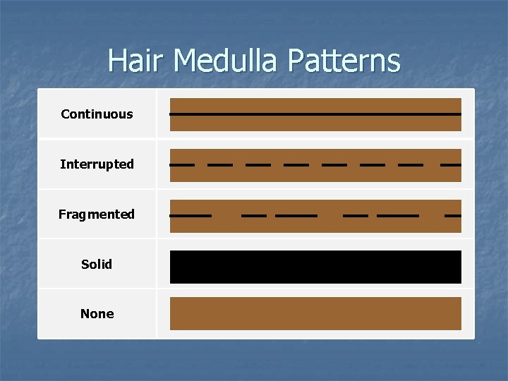 Hair Medulla Patterns Continuous Interrupted Fragmented Solid None Hair Medulla Patterns Continuous Interrupted Fragmented Solid None