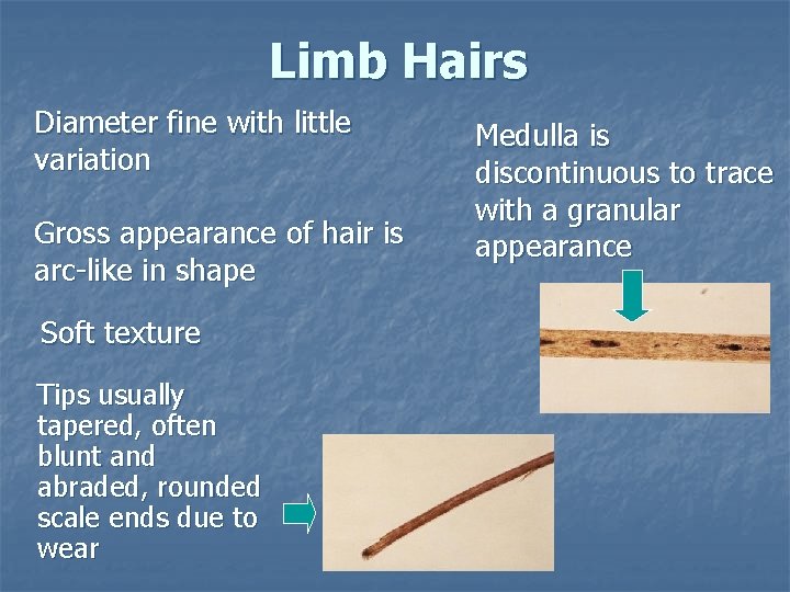 Limb Hairs Diameter fine with little variation Gross appearance of hair is arc-like in Limb Hairs Diameter fine with little variation Gross appearance of hair is arc-like in