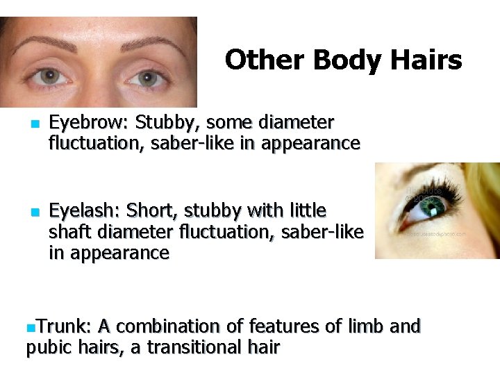 Other Body Hairs n n Eyebrow: Stubby, some diameter fluctuation, saber-like in appearance Eyelash: Other Body Hairs n n Eyebrow: Stubby, some diameter fluctuation, saber-like in appearance Eyelash: