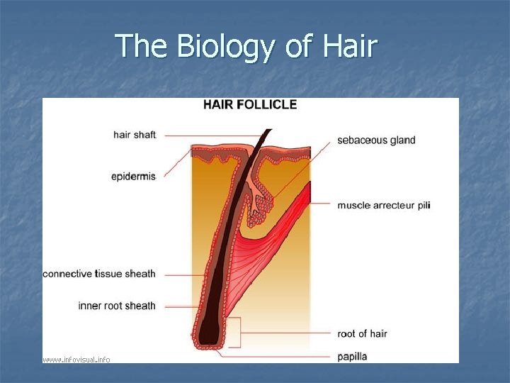 The Biology of Hair The Biology of Hair