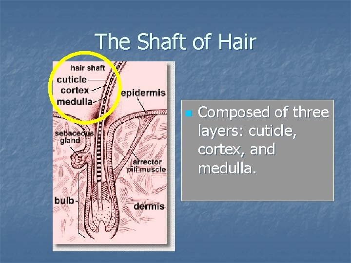 The Shaft of Hair n Composed of three layers: cuticle, cortex, and medulla. The Shaft of Hair n Composed of three layers: cuticle, cortex, and medulla.