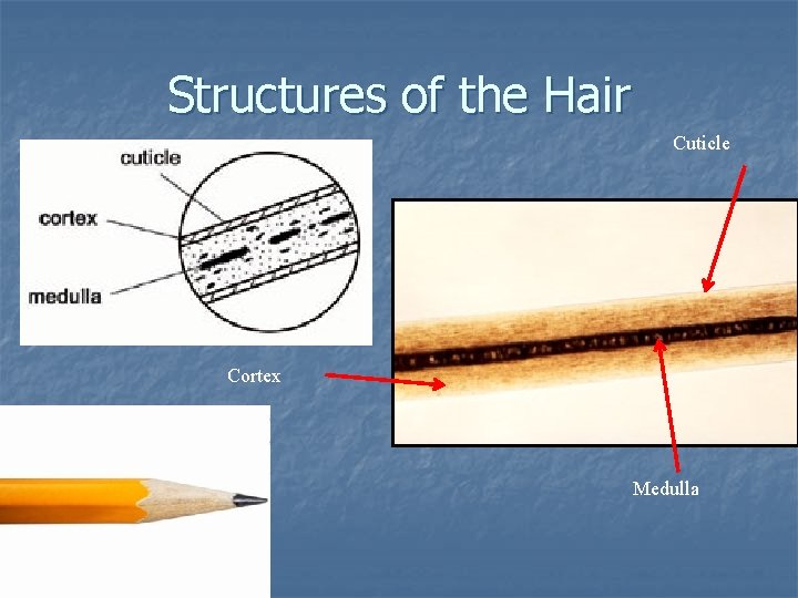 Structures of the Hair Cuticle Cortex Medulla Structures of the Hair Cuticle Cortex Medulla