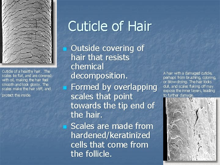 Cuticle of Hair n Cuticle of a healthy hair. The scales lie flat, and Cuticle of Hair n Cuticle of a healthy hair. The scales lie flat, and