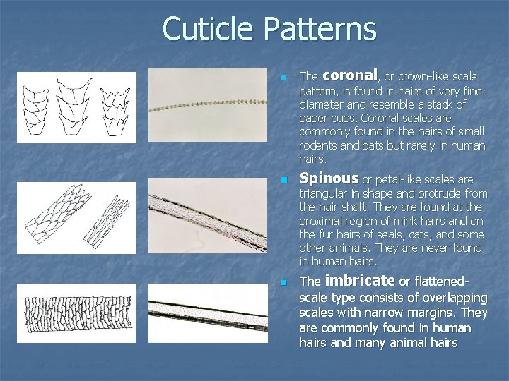 Cuticle Patterns n n The coronal, or crown-like scale pattern, is found in hairs Cuticle Patterns n n The coronal, or crown-like scale pattern, is found in hairs