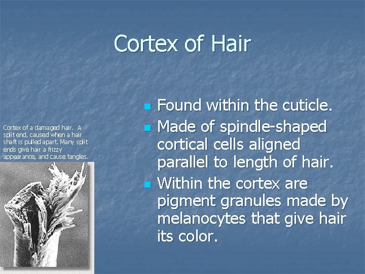 Cortex of Hair n Cortex of a damaged hair. A split end, caused when Cortex of Hair n Cortex of a damaged hair. A split end, caused when