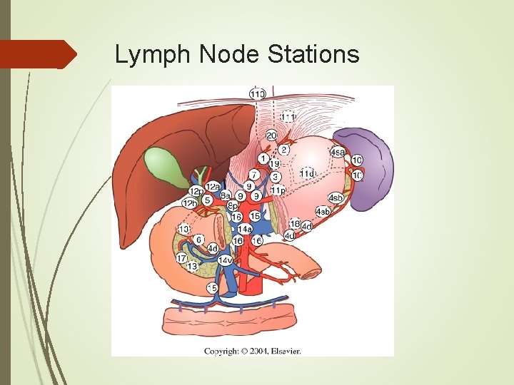 Lymph Node Stations 