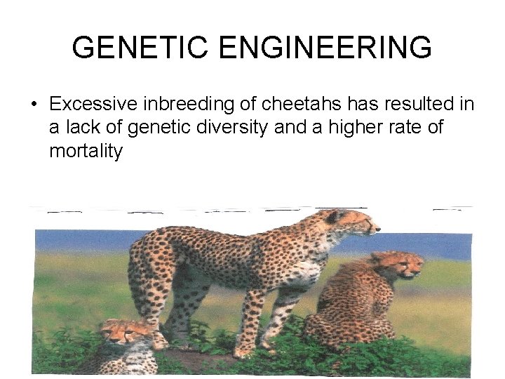 GENETIC ENGINEERING • Excessive inbreeding of cheetahs has resulted in a lack of genetic