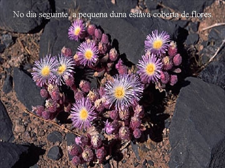 No dia seguinte, a pequena duna estava coberta de flores. 