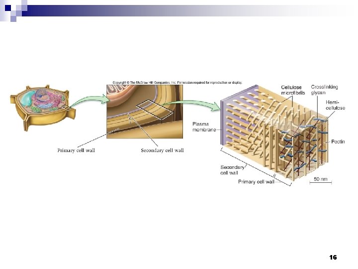 Multiple Cell Layers CHAPTER 10 MULTICELLULARITY Prepared by Brenda Leady University