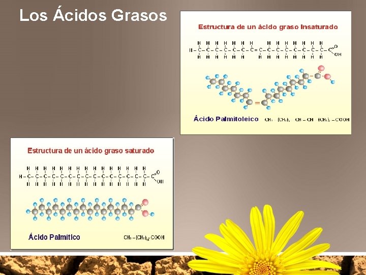 Los Ácidos Grasos 