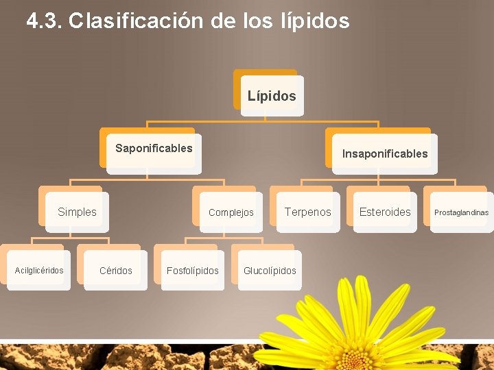 4. 3. Clasificación de los lípidos Lípidos Saponificables Simples Acilglicéridos Insaponificables Complejos Céridos Fosfolípidos