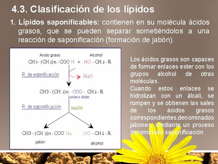 4. 3. Clasificación de los lípidos 1. Lípidos saponificables: contienen en su molécula ácidos
