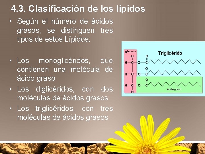 4. 3. Clasificación de los lípidos • Según el número de ácidos grasos, se