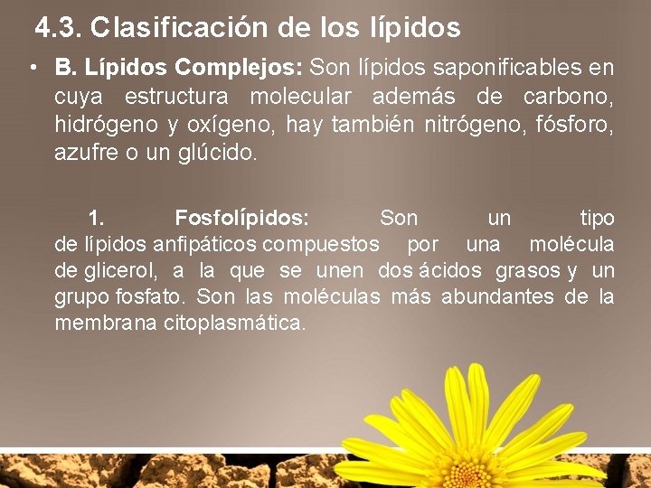 4. 3. Clasificación de los lípidos • B. Lípidos Complejos: Son lípidos saponificables en