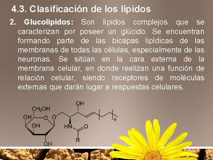 4. 3. Clasificación de los lípidos 2. Glucolípidos: Son lípidos complejos que se caracterizan