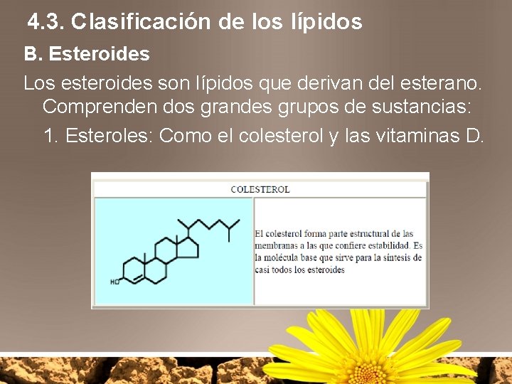 4. 3. Clasificación de los lípidos B. Esteroides Los esteroides son lípidos que derivan