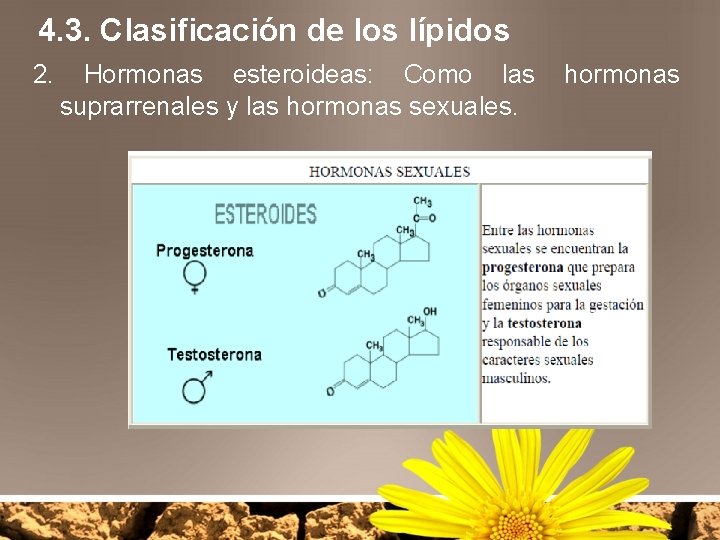 4. 3. Clasificación de los lípidos 2. Hormonas esteroideas: Como las suprarrenales y las