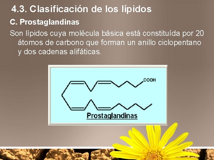 4. 3. Clasificación de los lípidos C. Prostaglandinas Son lípidos cuya molécula básica está