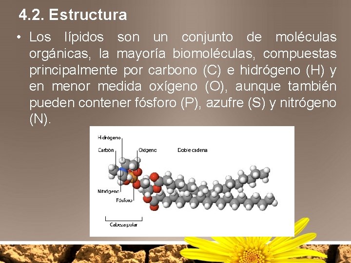 4. 2. Estructura • Los lípidos son un conjunto de moléculas orgánicas, la mayoría