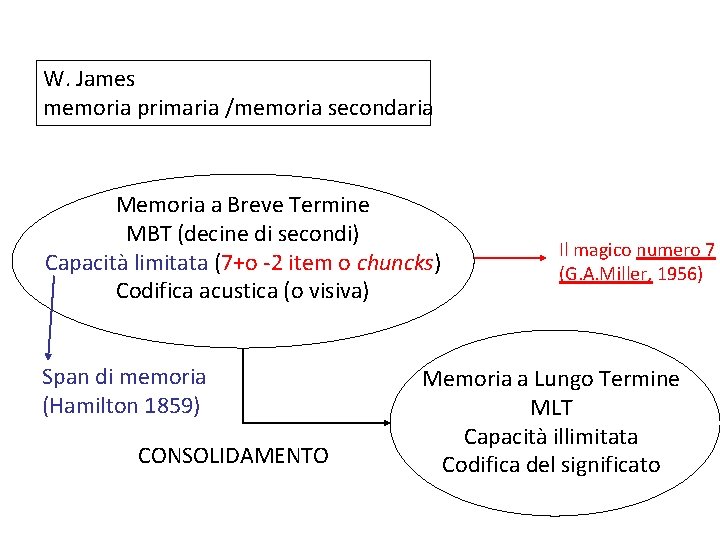 W. James memoria primaria /memoria secondaria Memoria a Breve Termine MBT (decine di secondi)