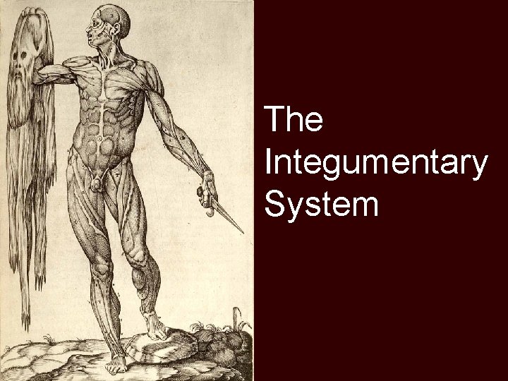 The Integumentary System 