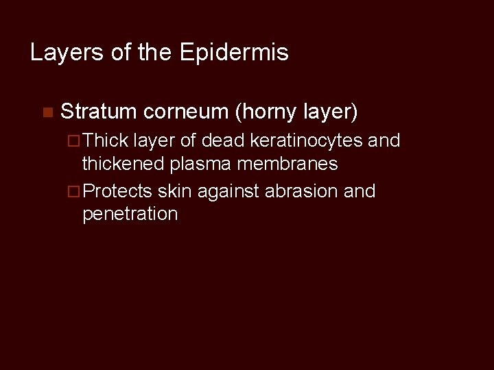 Layers of the Epidermis n Stratum corneum (horny layer) ¨ Thick layer of dead