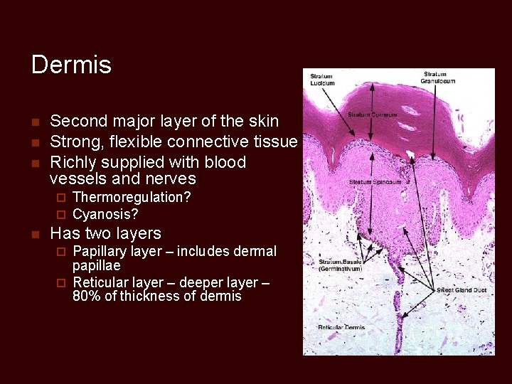 Dermis n n n Second major layer of the skin Strong, flexible connective tissue