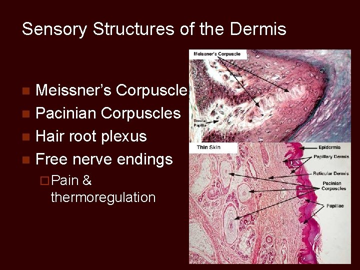 Sensory Structures of the Dermis Meissner’s Corpuscle n Pacinian Corpuscles n Hair root plexus