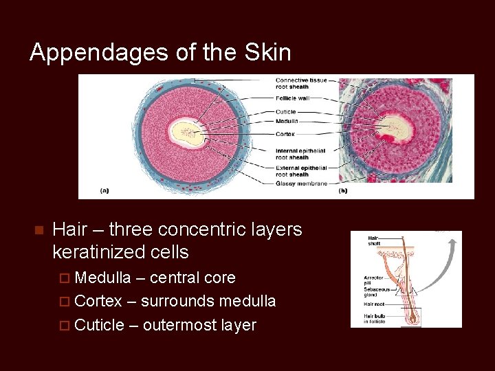 Appendages of the Skin n Hair – three concentric layers keratinized cells ¨ Medulla