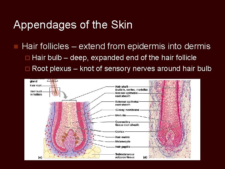 Appendages of the Skin n Hair follicles – extend from epidermis into dermis ¨