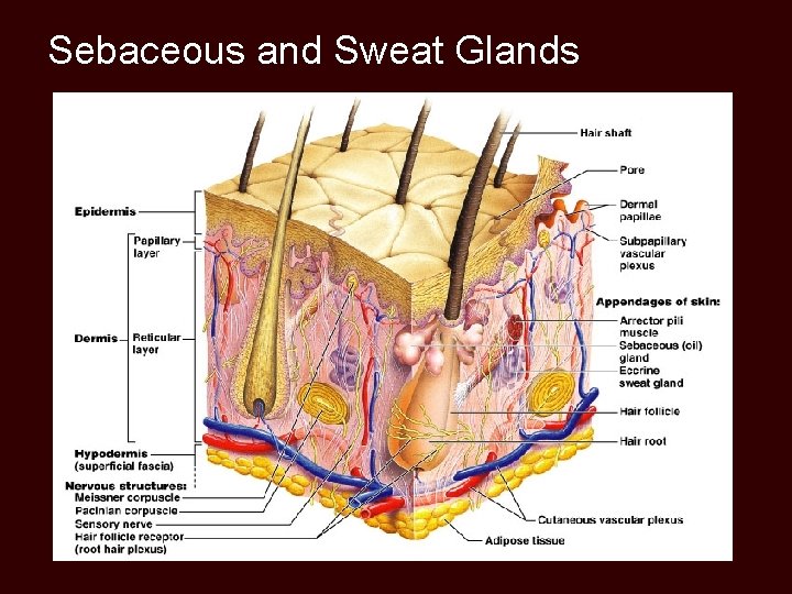 Sebaceous and Sweat Glands 