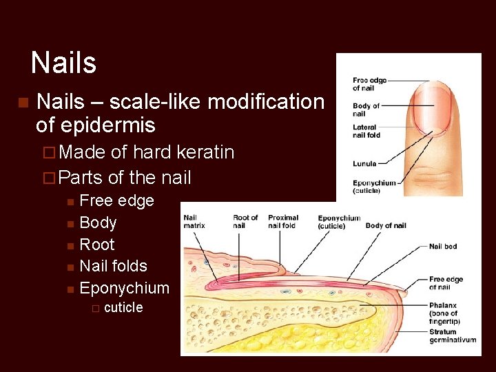 Nails n Nails – scale-like modification of epidermis ¨ Made of hard keratin ¨