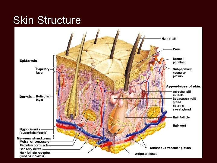 Skin Structure 