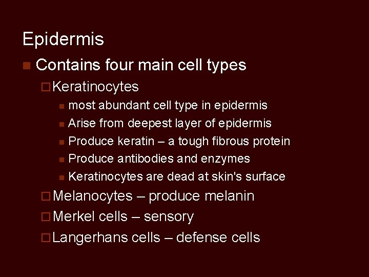 Epidermis n Contains four main cell types ¨ Keratinocytes most abundant cell type in