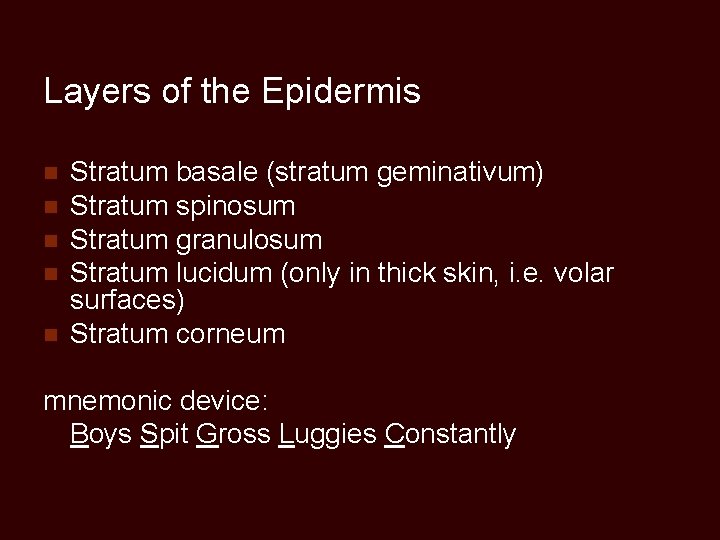 Layers of the Epidermis n n n Stratum basale (stratum geminativum) Stratum spinosum Stratum