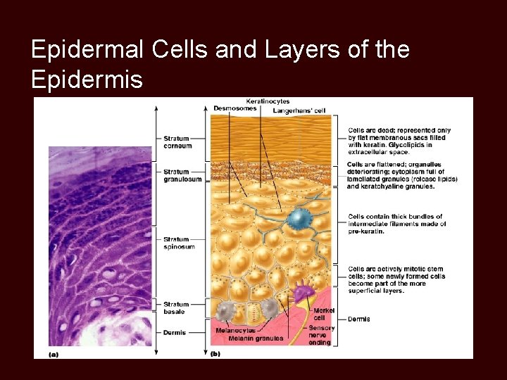 Epidermal Cells and Layers of the Epidermis 