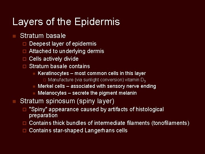 Layers of the Epidermis n Stratum basale Deepest layer of epidermis ¨ Attached to