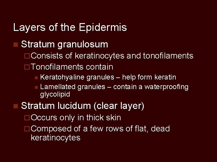 Layers of the Epidermis n Stratum granulosum ¨ Consists of keratinocytes and tonofilaments ¨