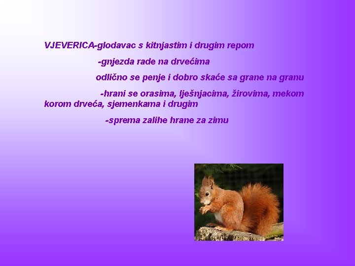 VJEVERICA-glodavac s kitnjastim i drugim repom -gnjezda rade na drvećima odlično se penje i