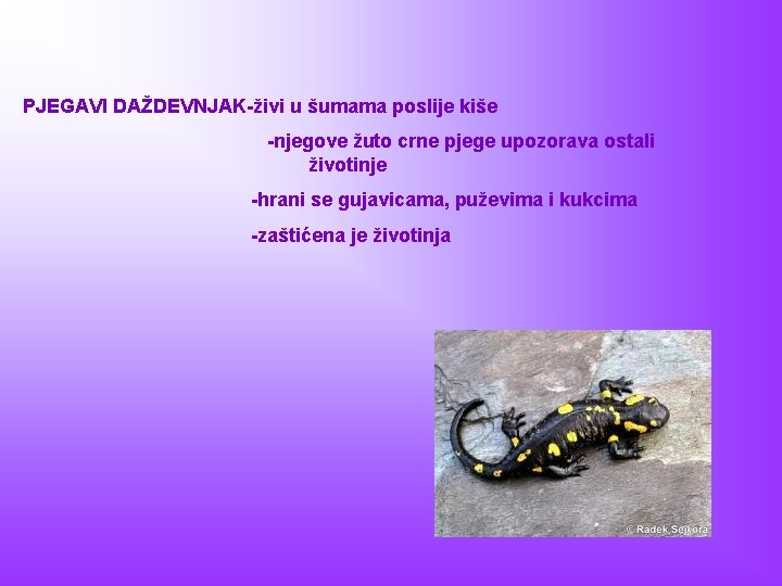 PJEGAVI DAŽDEVNJAK-živi u šumama poslije kiše -njegove žuto crne pjege upozorava ostali životinje -hrani